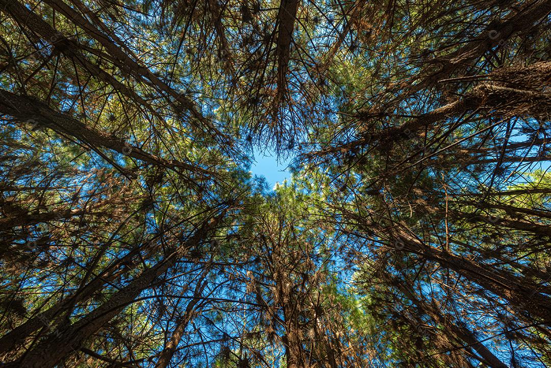 Reflorestamento De Pinus Elliot Pinheiro Dentro De Uma Floresta Na Fazenda