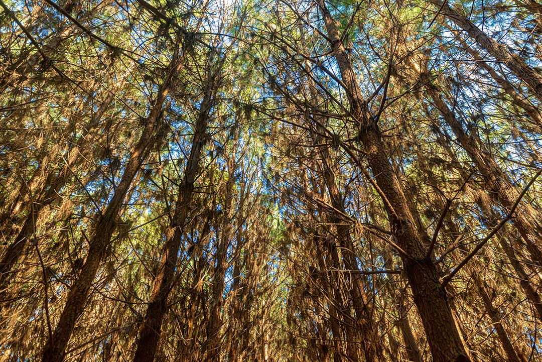 Reflorestamento De Pinus Elliot Pinheiro Dentro De Uma Floresta Na Fazenda