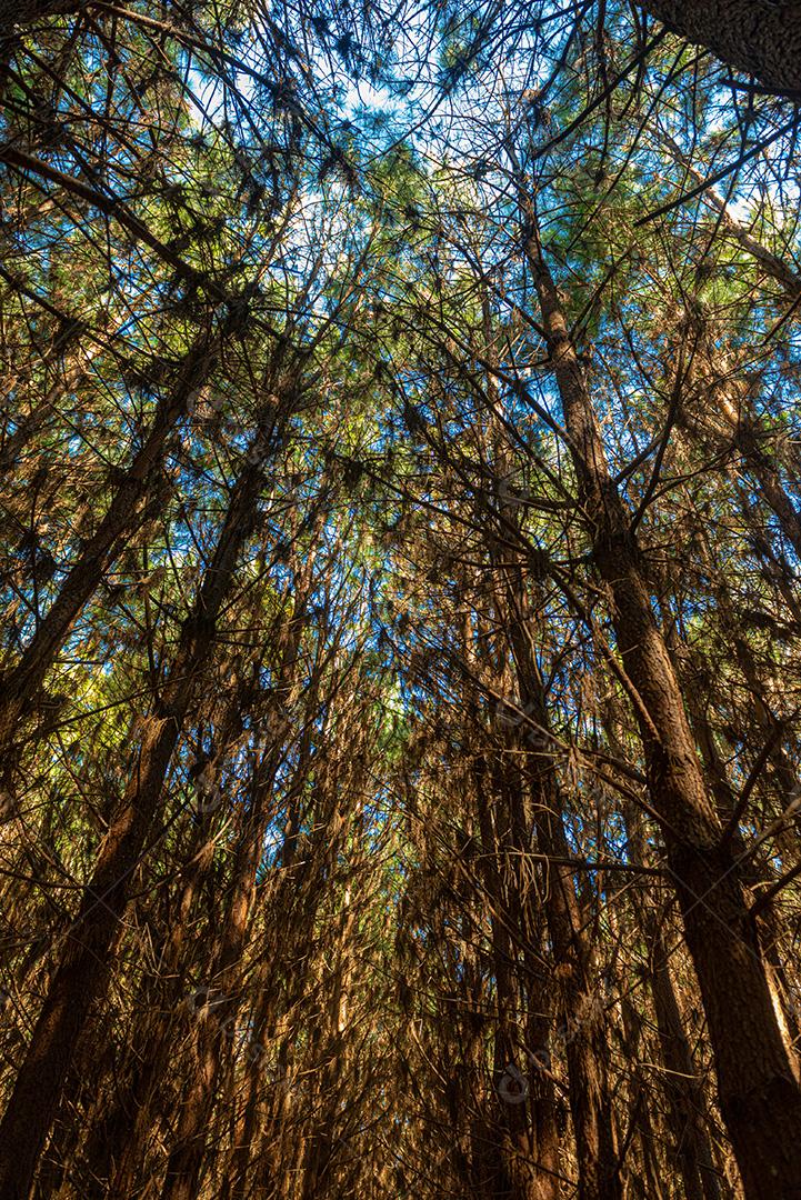 Reflorestamento De Pinus Elliot Pinheiro Dentro De Uma Floresta Na Fazenda