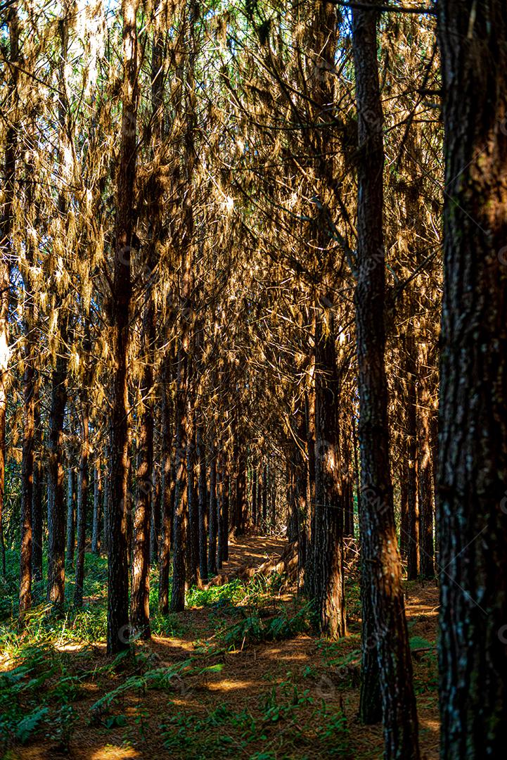 Reflorestamento De Pinus Elliot Pinheiro Dentro De Uma Floresta Na Fazenda