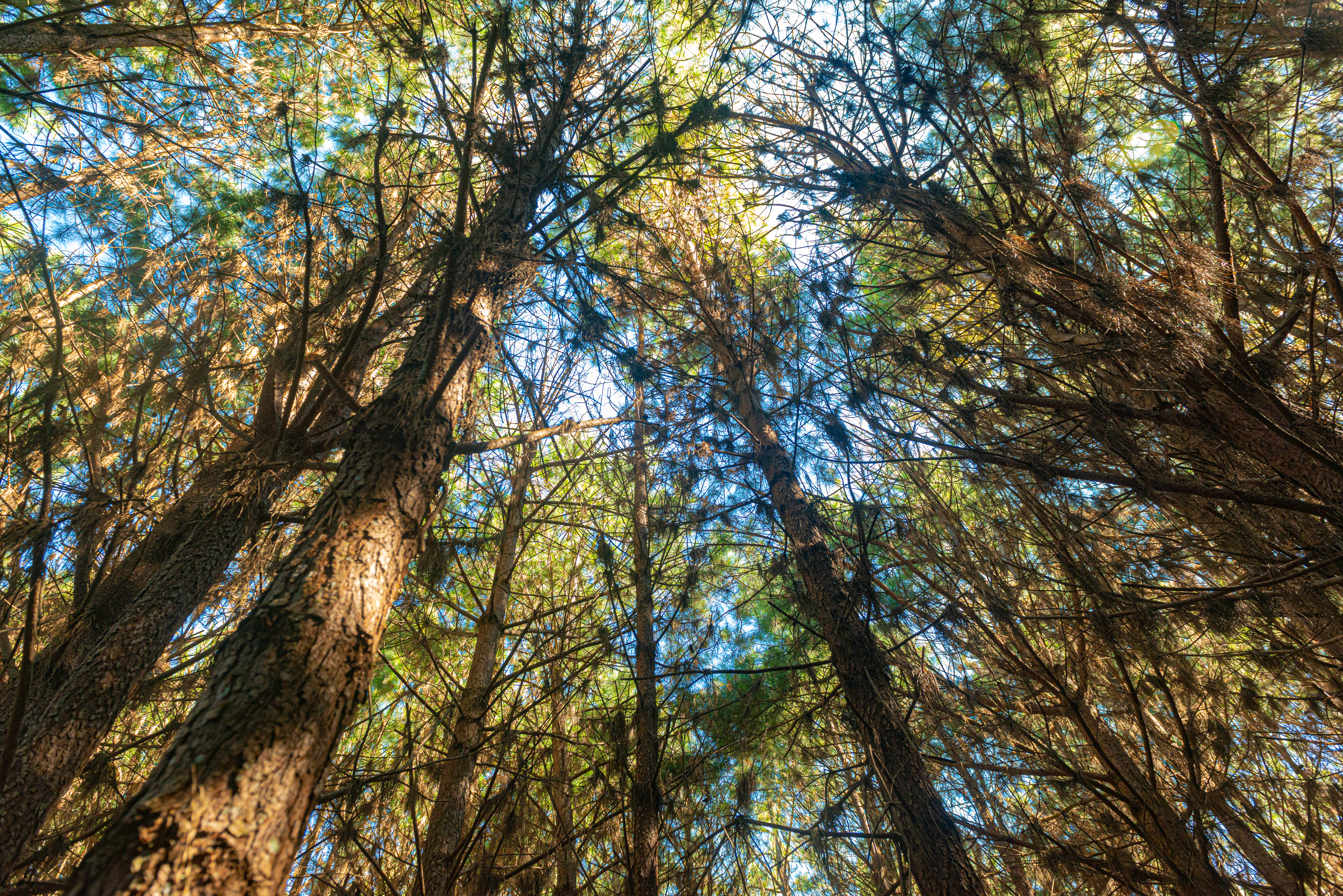 Reforestation Of Pinus Elliot Pine Within A Forest On The Farm