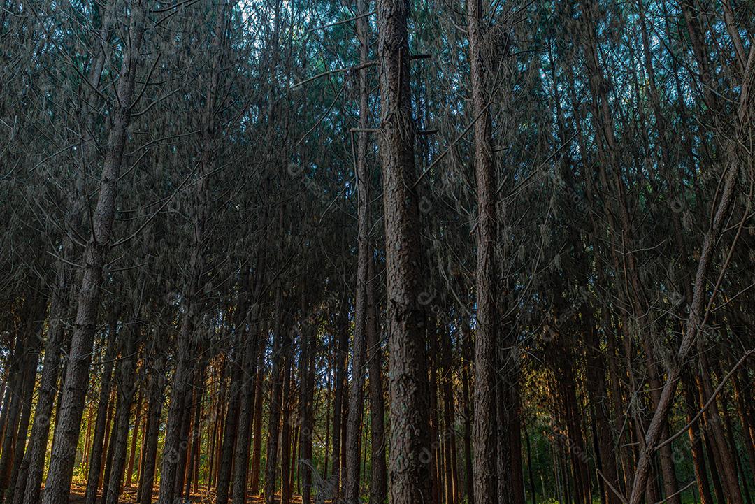 Reflorestamento De Pinus Elliot Pinheiro Dentro De Uma Floresta Na Fazenda