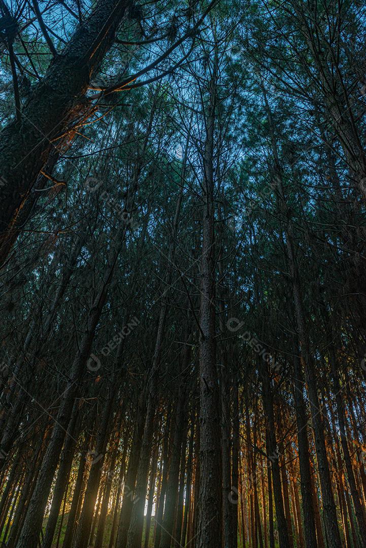 Reflorestamento De Pinus Elliot Pinheiro Dentro De Uma Floresta Na Fazenda