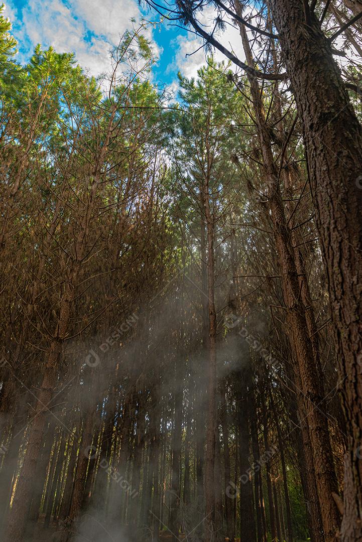 Reflorestamento De Pinus Elliot Pinheiro Dentro De Uma Floresta Na Fazenda