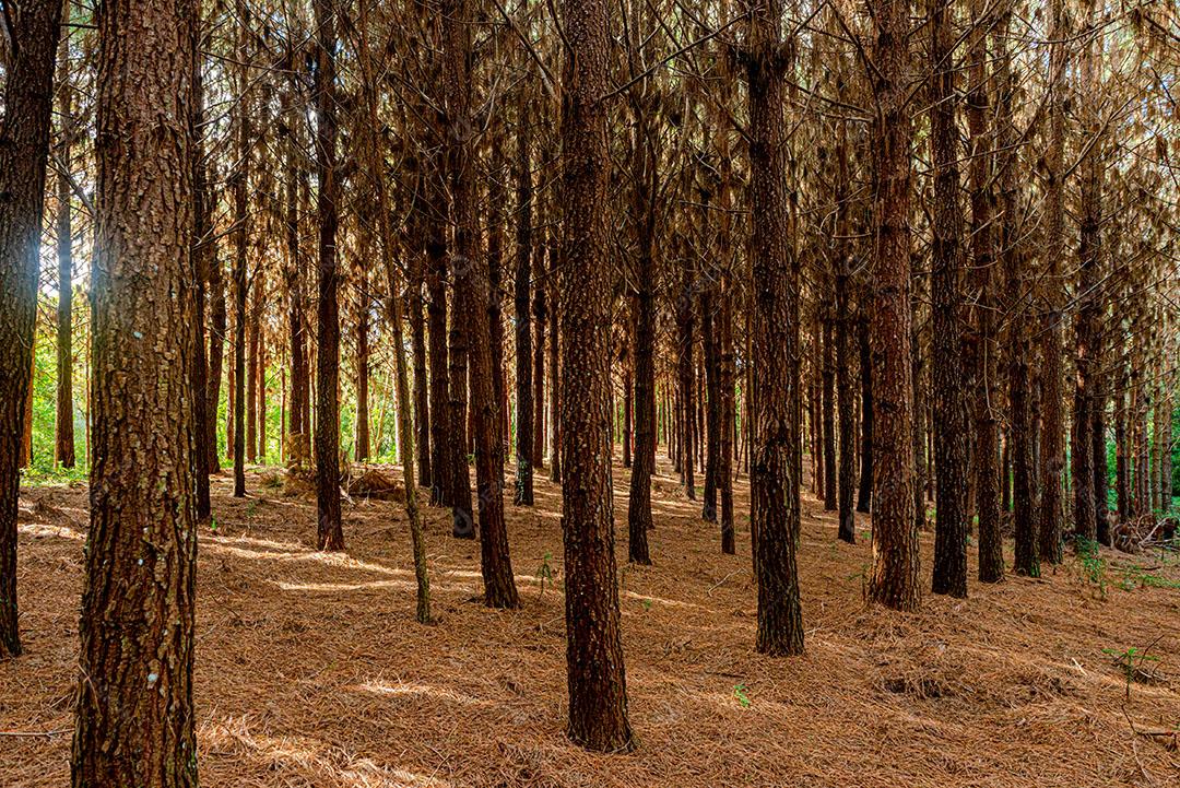 Reflorestamento de Pinus Elliot Dentro de Uma Fazenda Imagem JPG
