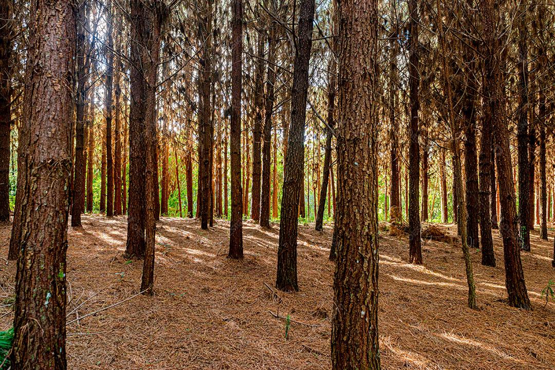 Reflorestamento de Pinus Elliot Dentro de Uma Fazenda Imagem JPG