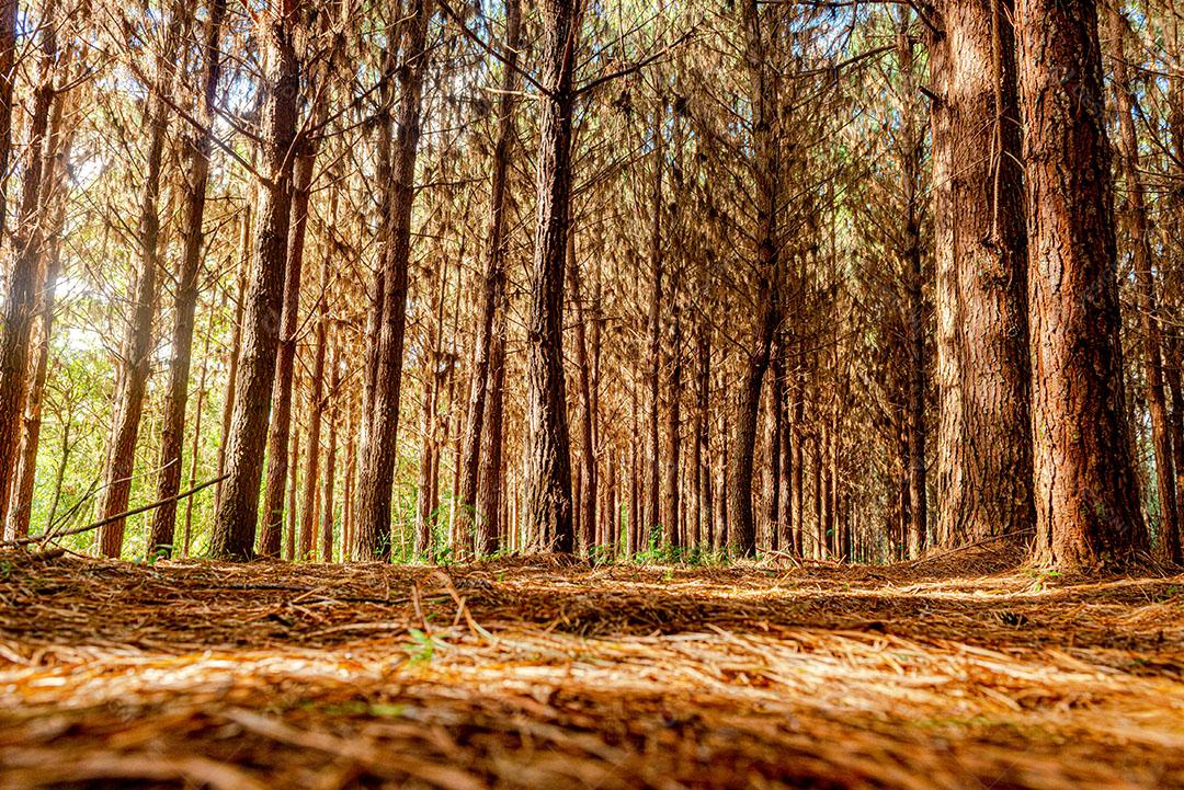 Reflorestamento de Pinus Elliot Dentro de Uma Fazenda Imagem JPG