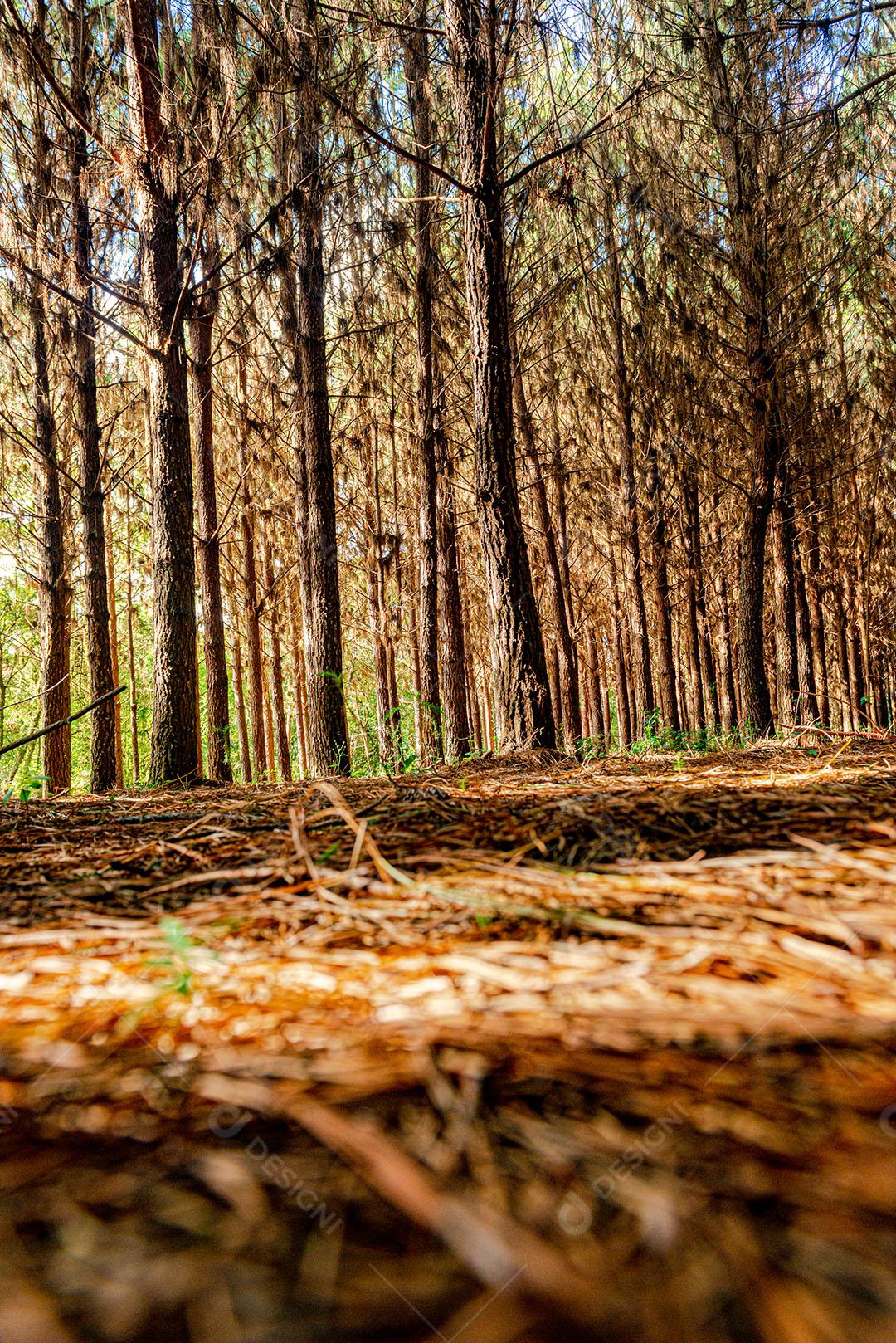 Reflorestamento de Pinus Elliot Dentro de Uma Fazenda Imagem JPG