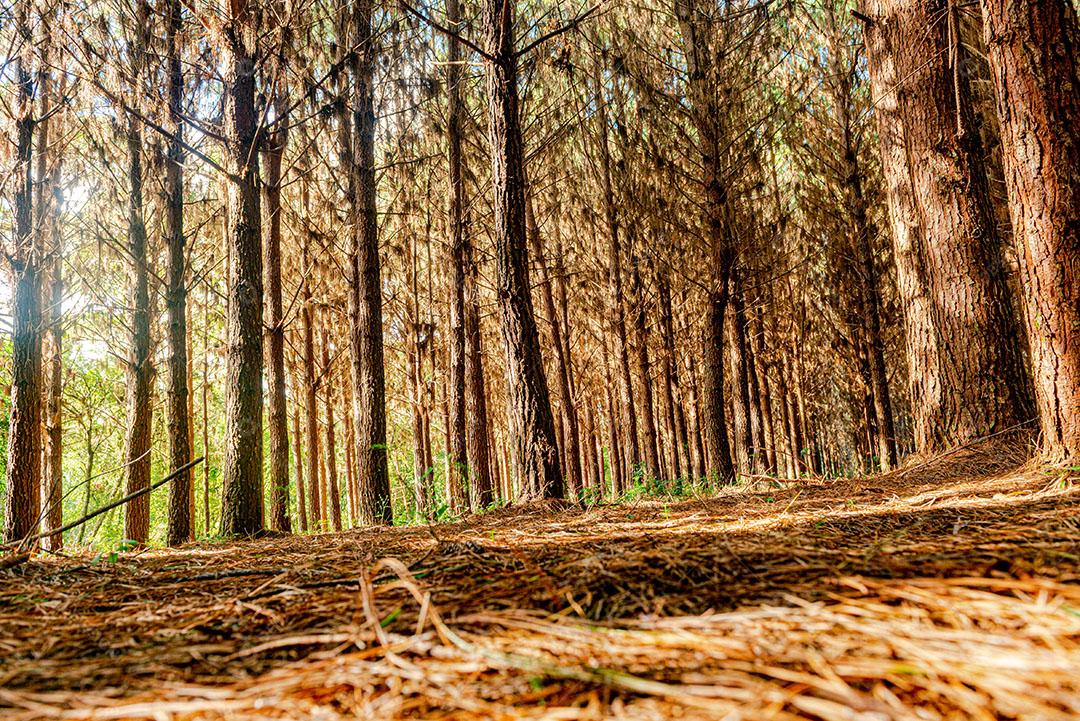 Reflorestamento de Pinus Elliot Dentro de Uma Fazenda Imagem JPG