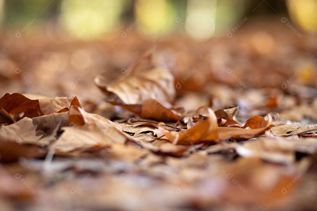 Foto Textura Árvore Caída Deixa Chão Outono Imagem JPG