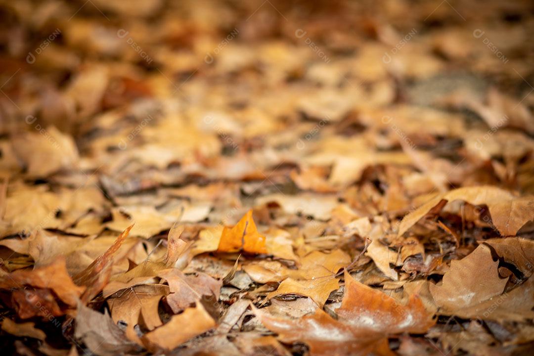 Photo Texture Fallen Tree Leaves Ground Autumn Image JPG