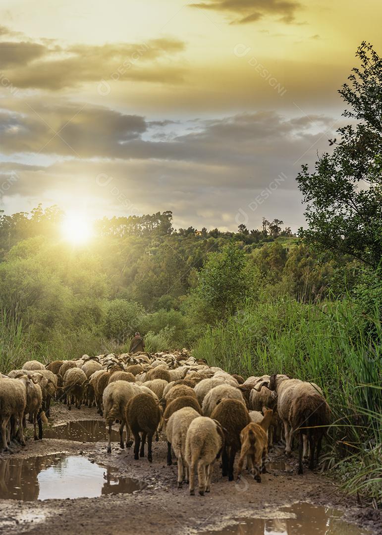 Foto Rebanho Ovelhas Movendo para Pastar Ao Pôr Sol Imagem JPG