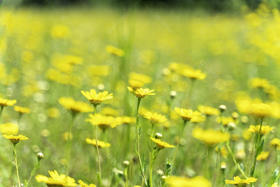 Foto Flores Amarelas Primavera Foco Seletivo Imagem JPG
