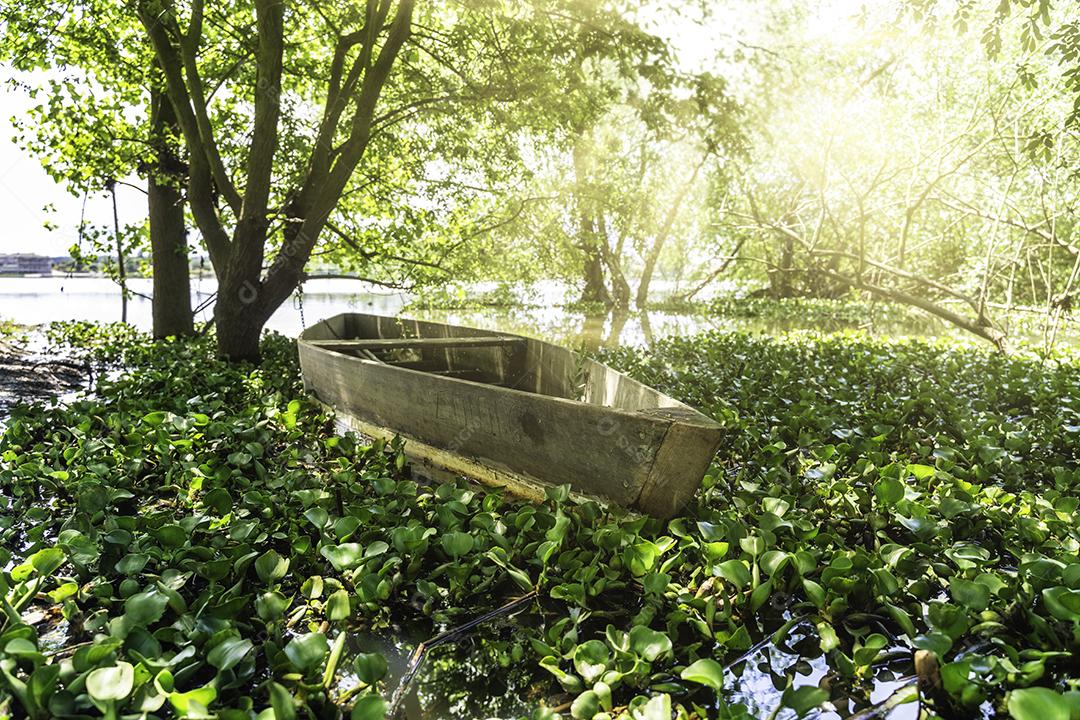 Foto Barco Escondido Vegetação Águas Lagoa Pateira Fermentelos Aveiro Portugal