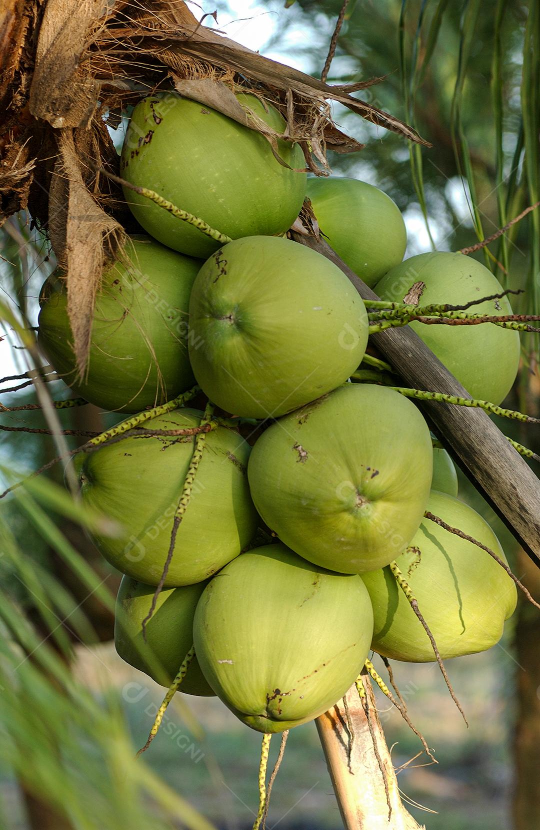 Coco Verde Em Cacho Na Árvore JPG Imagem