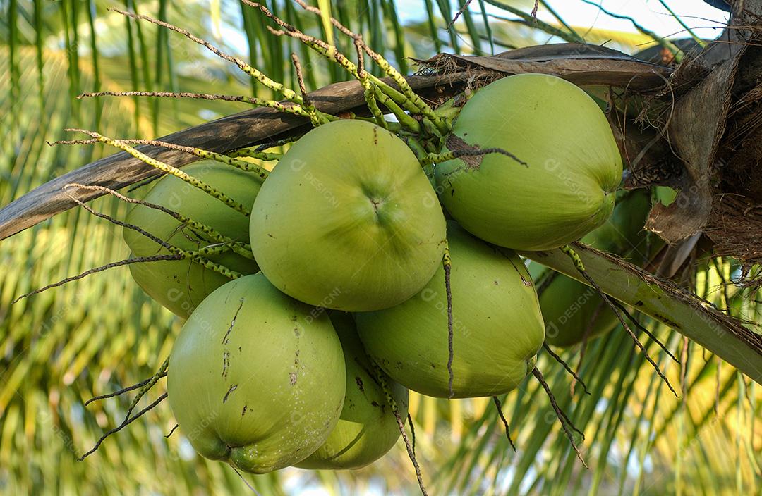 Green Coconut In Bunch On Tree JPG Image
