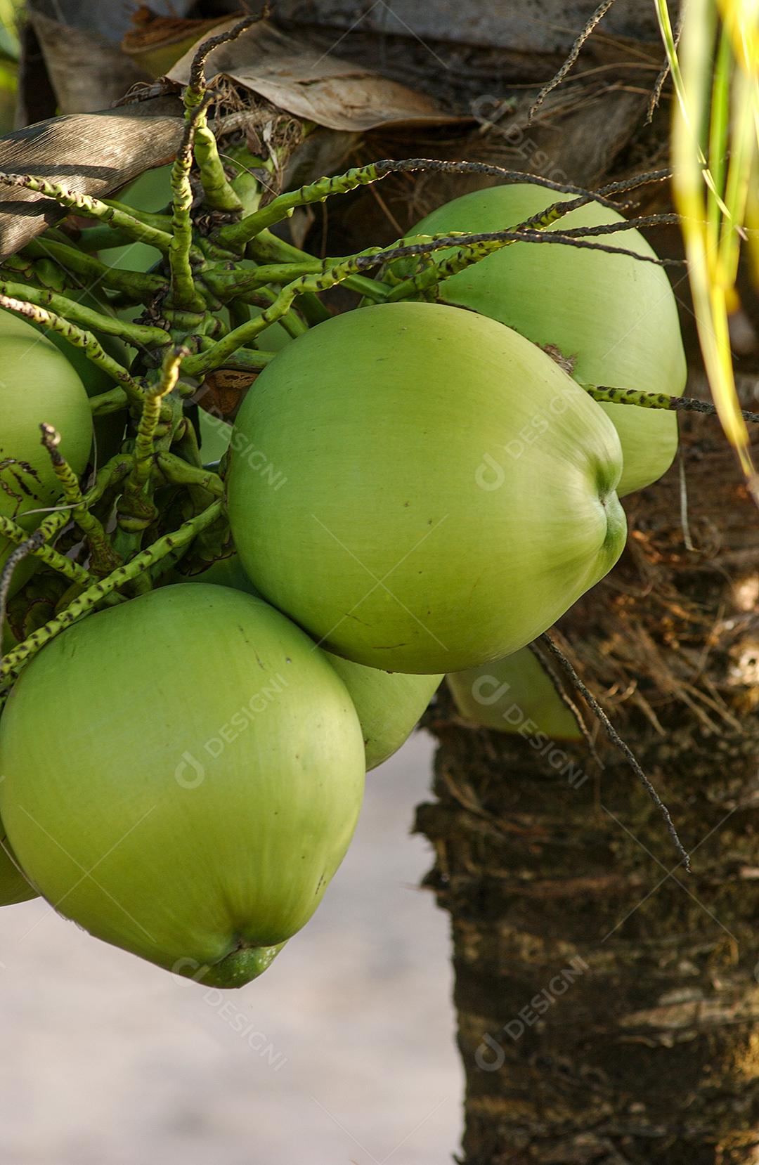 Coco Verde Em Cacho Na Árvore JPG Imagem