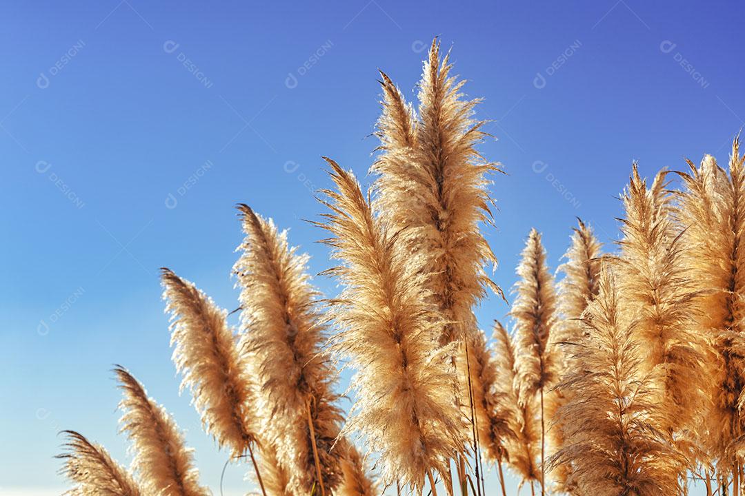Foto Grama Pampa Outono Céu Azul Fundo Cortederia Selloana