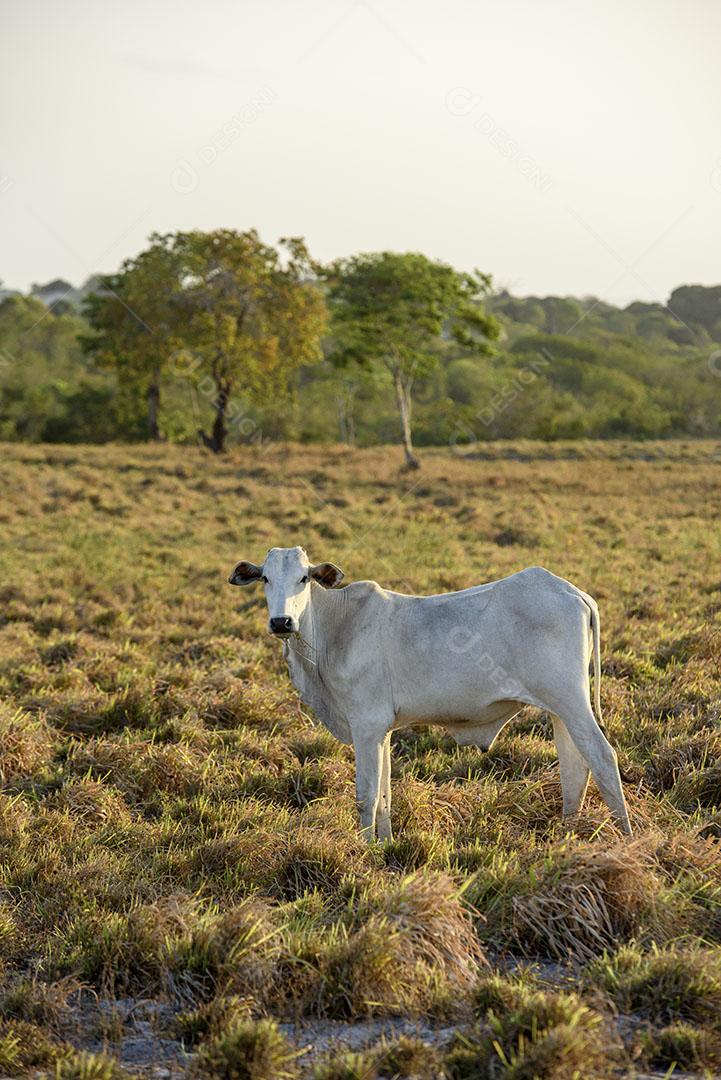 Foto Bovinos Nelore Jacaraú Paraíba Brasil Imagem JPG