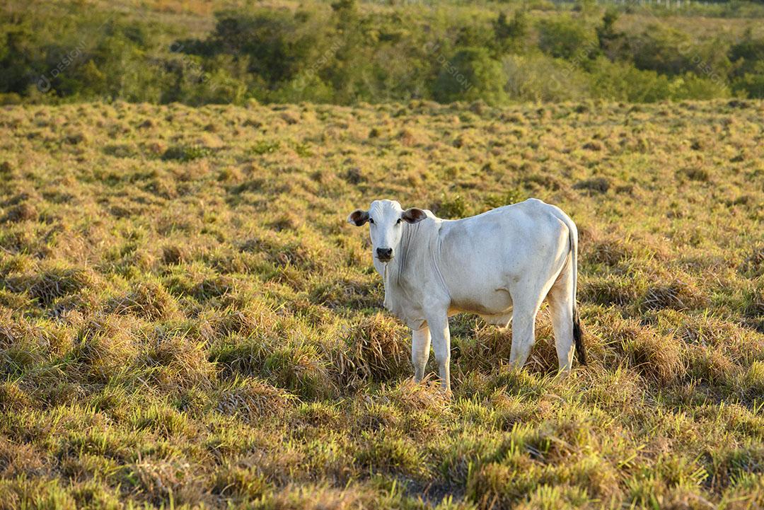 Foto Bovinos Nelore Jacaraú Paraíba Brasil Imagem JPG