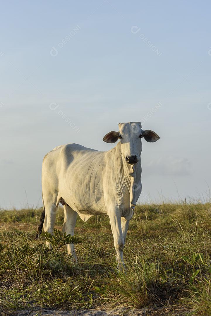 Foto Bovinos Nelore Jacaraú Paraíba Brasil Imagem JPG