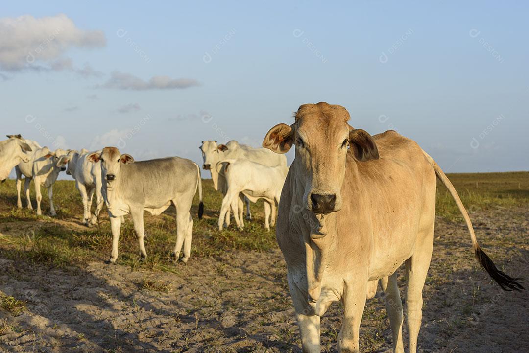 Foto Bovinos Nelore Jacaraú Paraíba Brasil Imagem JPG