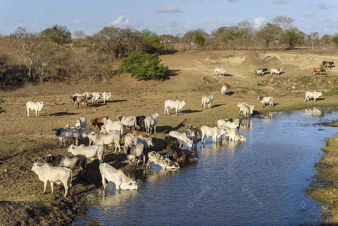 Photo Bovinos Nellore Jacaraú Paraíba Brazil Imagem JPG