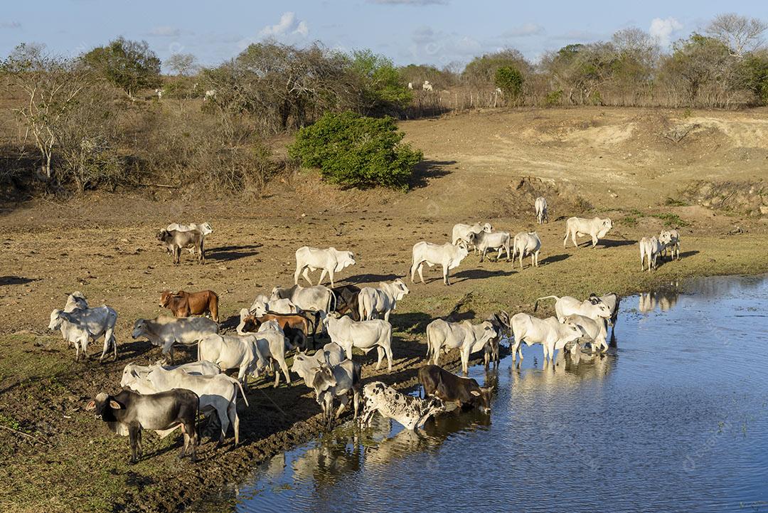 Foto Bovinos Nelore Jacaraú Paraíba Brasil Imagem JPG