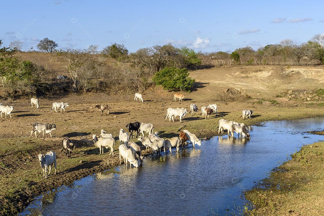 Foto Bovinos Nelore Represa Jacaraú Paraíba Brasil Imagem JPG
