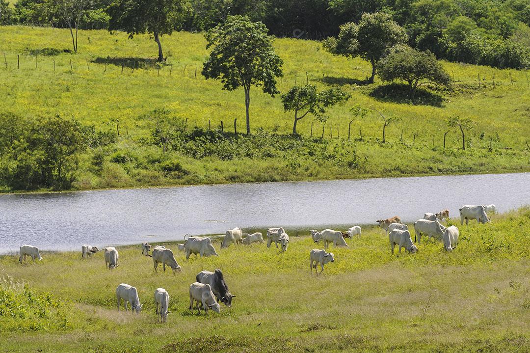 Foto Bovinos Nelore Represa Jacaraú Paraíba Brasil Imagem JPG