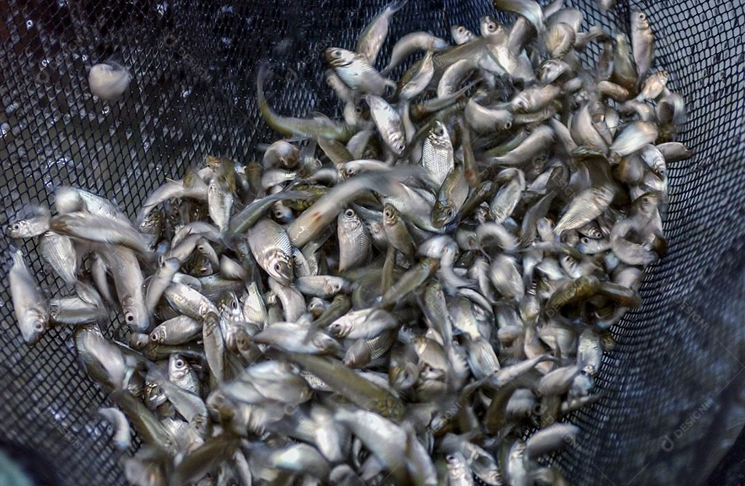 Foto Alevinos Pequenos Peixes Rede Pesca Fazenda Peixes Imagem JPG