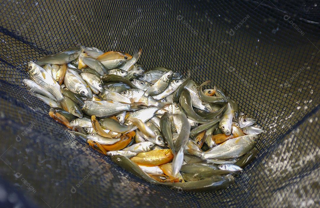 Foto Alevinos Pequenos Peixes Rede Pesca Fazenda Peixes Imagem JPG