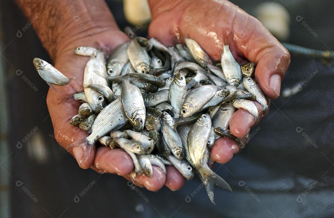 Foto Alevinos Pequenos Peixes Rede Pesca Fazenda Peixes Imagem JPG
