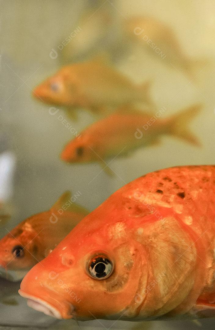 Foto Alevinos Pequenos Peixes Rede Pesca Fazenda Peixes Imagem JPG