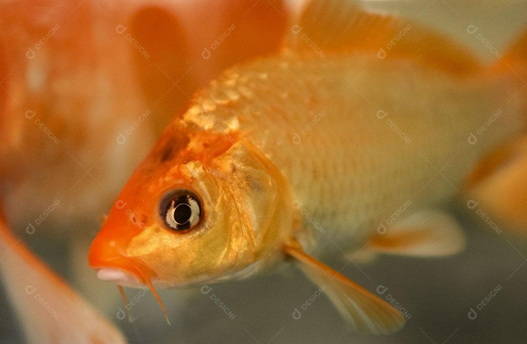 Foto Alevinos Pequenos Peixes Rede Pesca Fazenda Peixes Imagem JPG