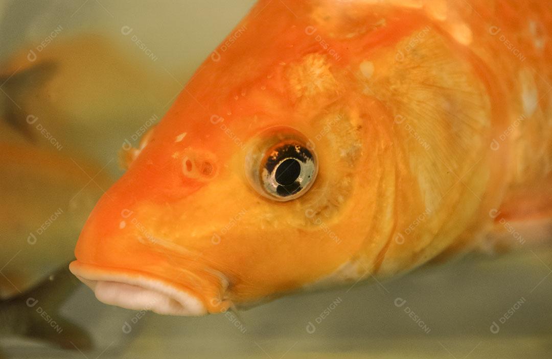 Foto Alevinos Pequenos Peixes Rede Pesca Fazenda Peixes Imagem JPG