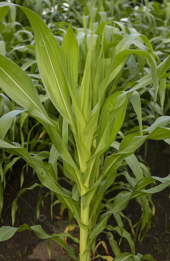 Foto Plantio Milho Agricultura Brasileira Plantação Imagem JPG