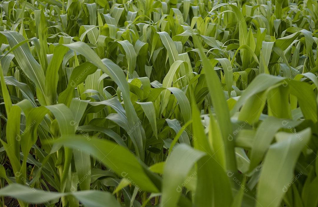 Foto Plantio Milho Agricultura Brasileira Plantação Imagem JPG