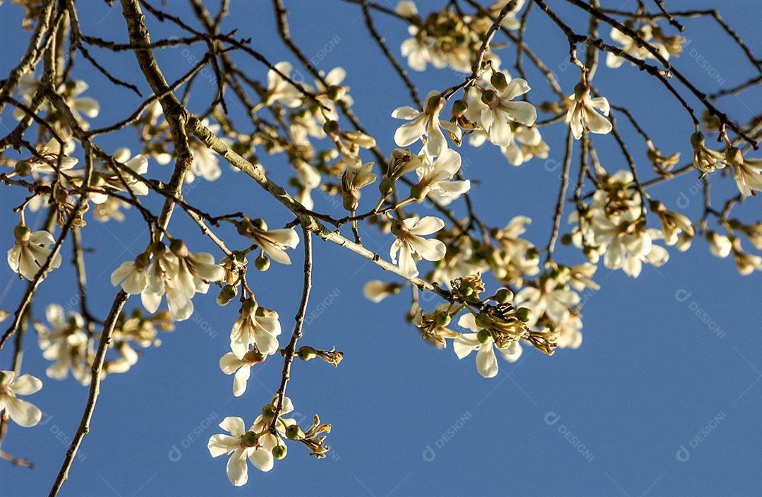 Foto Floração Ipê Branco Brasil Árvore Brasileira Imagem JPG