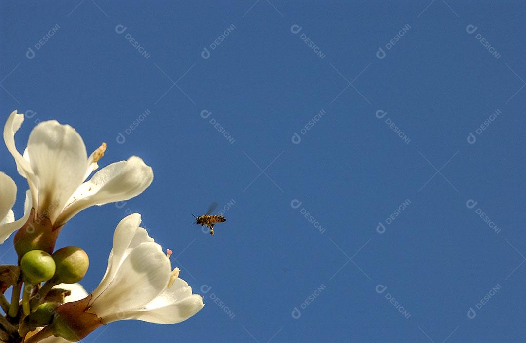 Foto Floração Ipê Branco Brasil Árvore Brasileira Imagem JPG