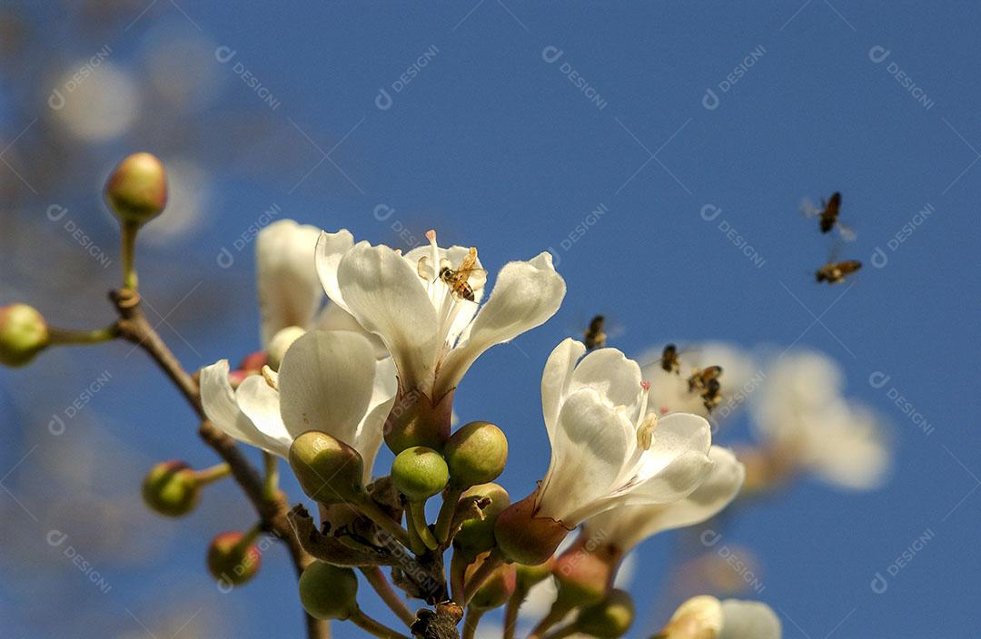 Foto Floração Ipê Branco Brasil Árvore Brasileira Imagem JPG