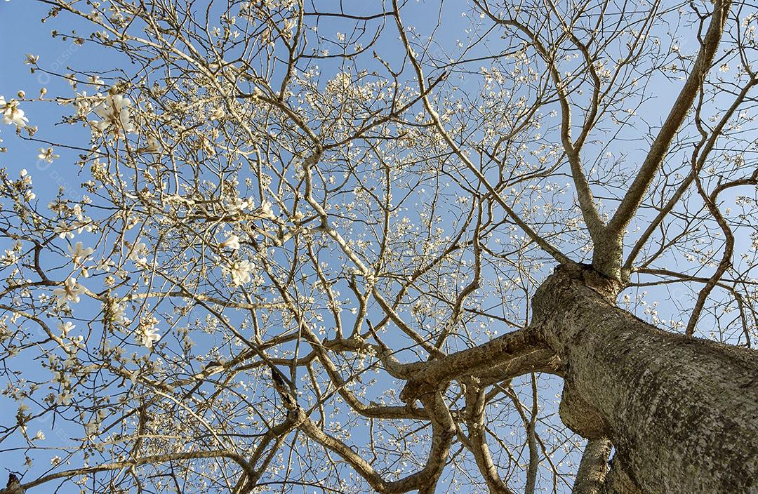 Foto Floração Ipê Branco Brasil Árvore Brasileira Imagem JPG