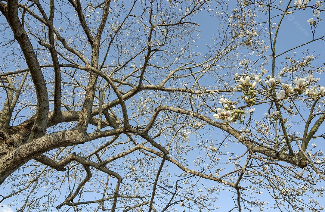 Foto Floração Ipê Branco Brasil Árvore Brasileira Imagem JPG
