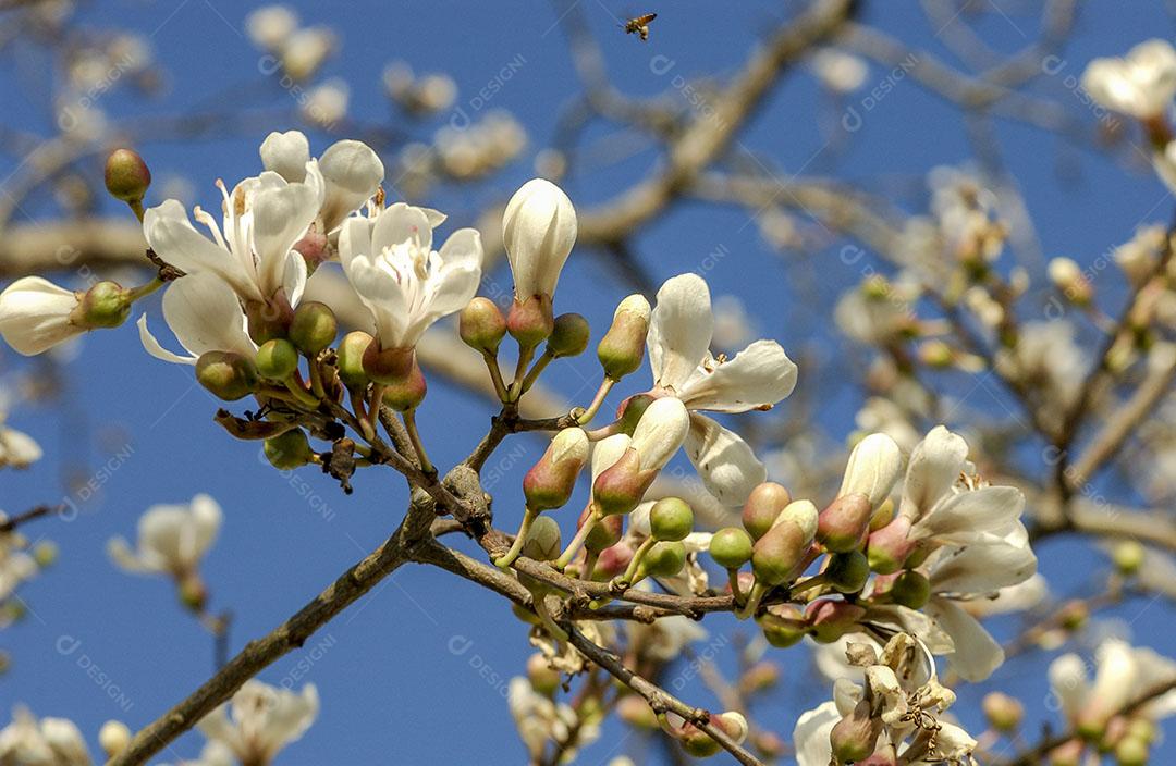 Foto Floração Ipê Branco Brasil Árvore Brasileira Imagem JPG