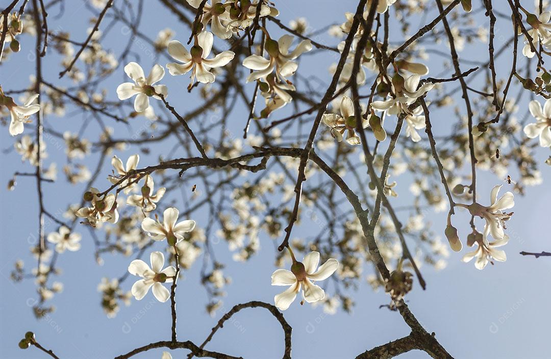 Foto Floração Ipê Branco Brasil Árvore Brasileira Imagem JPG