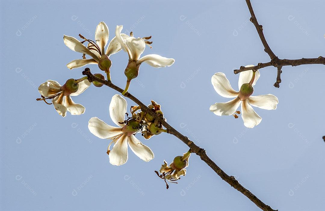 Foto Floração Ipê Branco Brasil Árvore Brasileira Imagem JPG