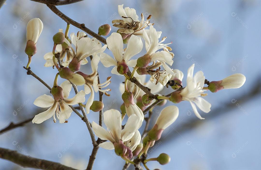 Foto Floração Ipê Branco Brasil Árvore Brasileira Imagem JPG