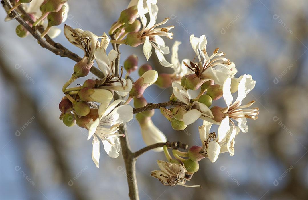 Foto Floração Ipê Branco Brasil Árvore Brasileira Imagem JPG