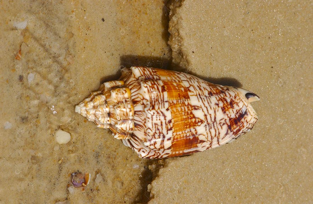 Foto Concha Mar Areia Praia Foto Imagem