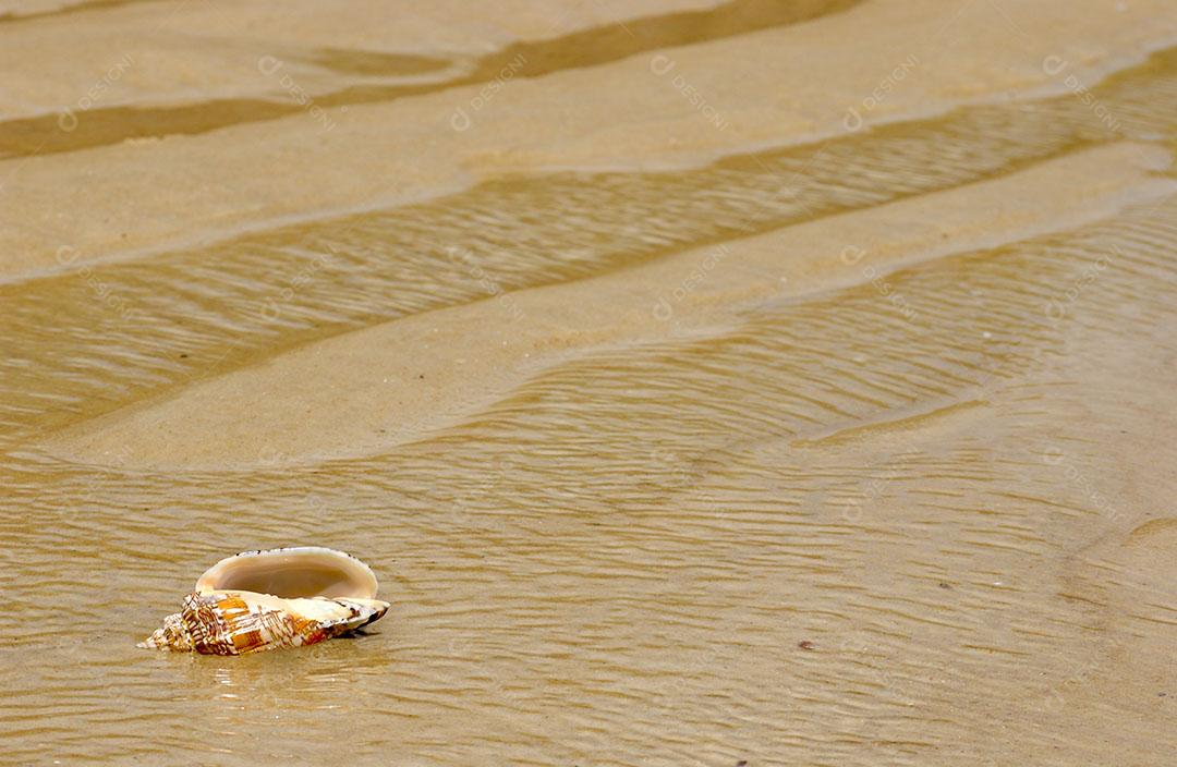 Foto Concha Mar Areia Praia Imagem JPG